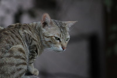 Close-up of cat