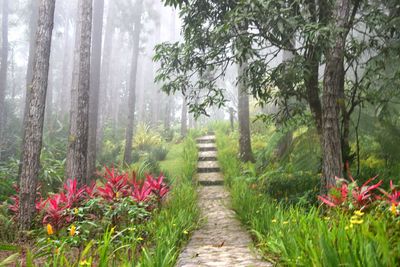 Footpath amidst trees in forest