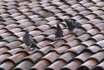 Full frame shot of birds on roof