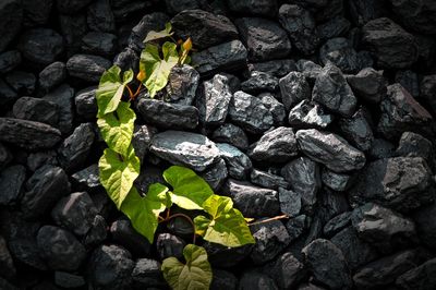 High angle view of plant growing on rock