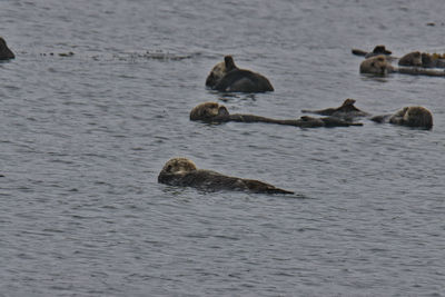 View of birds swimming in sea