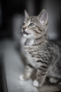 Cat looking away