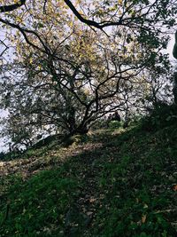 Low angle view of trees growing on field in forest