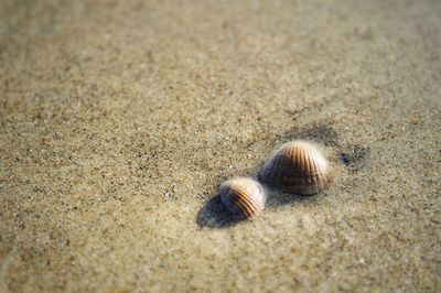 High angle view of shell on sand