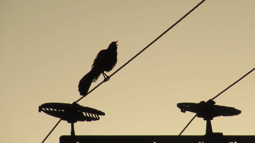 Low angle view of bird perching on wall