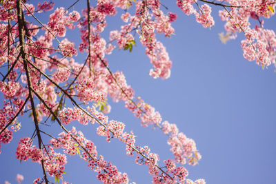 Low angle view of cherry blossoms against sky