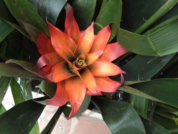 Close-up of red flowering plant