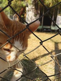 chainlink fence