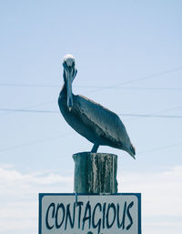 Low angle view of bird perching on sign against sky