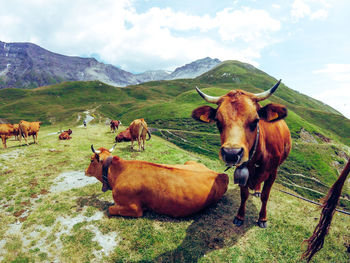 Cows on field against sky