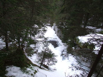 Trees growing in forest during winter