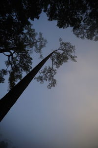 Low angle view of silhouette tree against sky