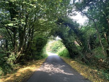 Road amidst trees in forest