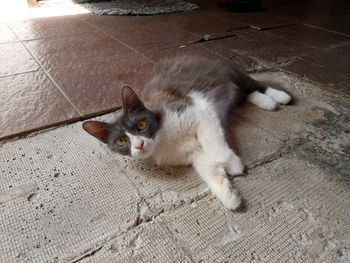 High angle view of cat lying on floor at home