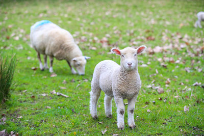 Portrait of sheep standing on field