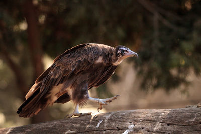 Close-up of bird perching on tree