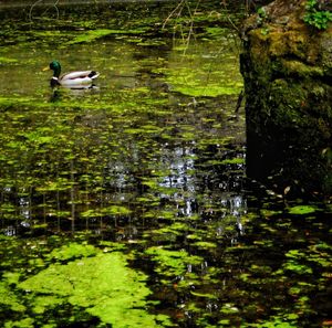 View of birds in lake