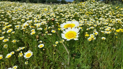 Close-up of white daisy flowers on field