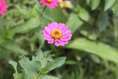 Close-up of pink flowering plant