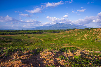 Rubber plantation farming area in the south of thailand, latex rubber, para rubber tree garden