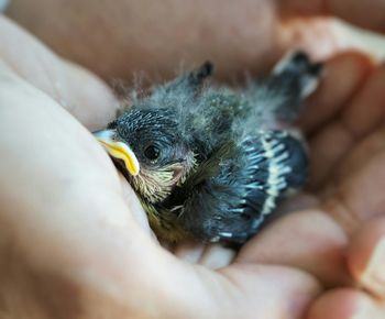 Close-up of cropped hands holding bird