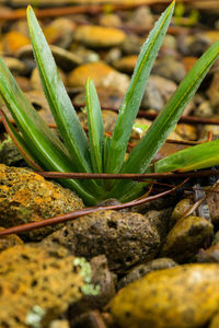 High angle view of potted plant on field