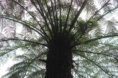 Low angle view of trees against sky
