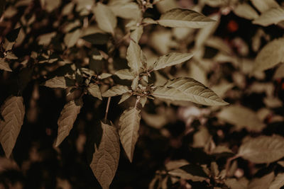 Close-up of wilted plant on field during autumn