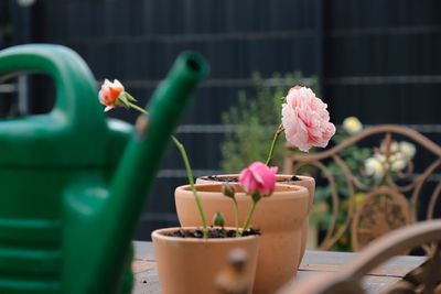 Close-up of pink flower pot