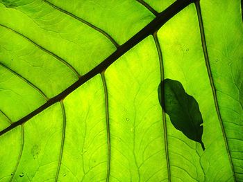Close-up of insect on leaf