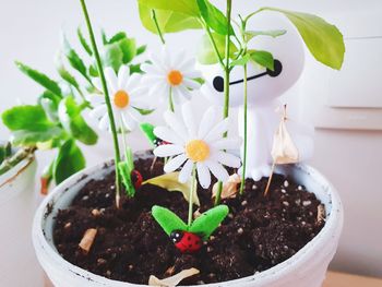 Close-up of potted plant