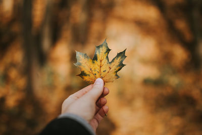 Close-up of hand holding maple leaves during autumn
