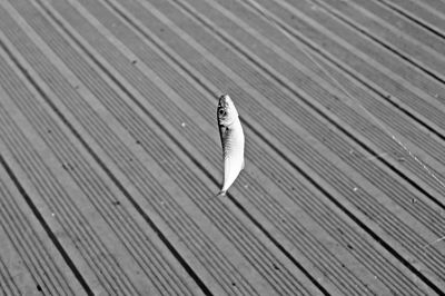 High angle view of lizard on boardwalk