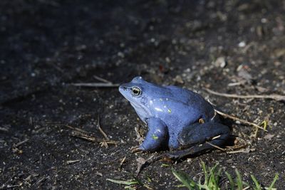 Moor frog coloured blue on breeding season at spring, sitting at ground waiting for a female frog