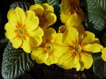 Close-up of yellow flowers blooming outdoors