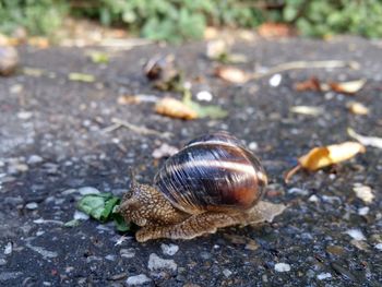 Close-up of snail on ground