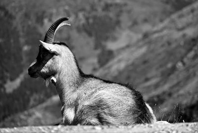 Side view of a wild goat