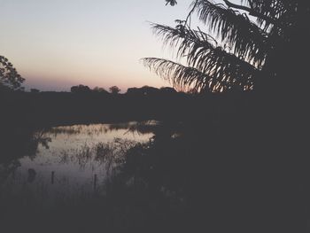 Silhouette of trees at sunset