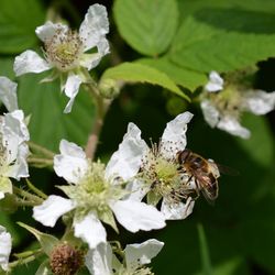 Close-up of insect pollinating flower