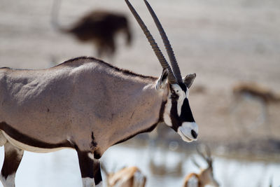 Close-up of horse in water