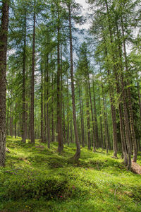 Pine trees in forest