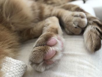 Close-up of cat lying on bed