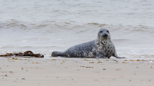 View of an animal on beach