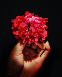 Close-up of hand holding red rose