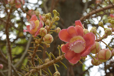 Close-up of pink flowers on branch