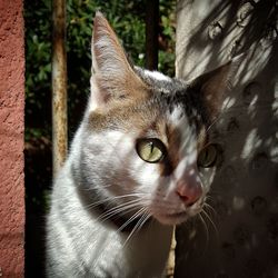Close-up portrait of cat
