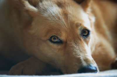 Close-up portrait of dog