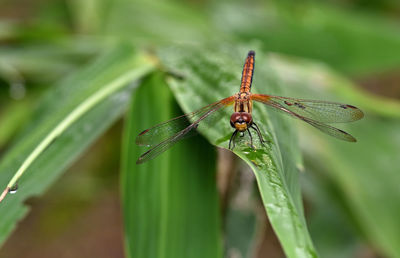 Close-up of dragonfly on plant