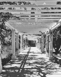 Narrow walkway along trees