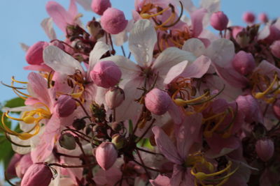 Close-up of pink flowers blooming on tree
